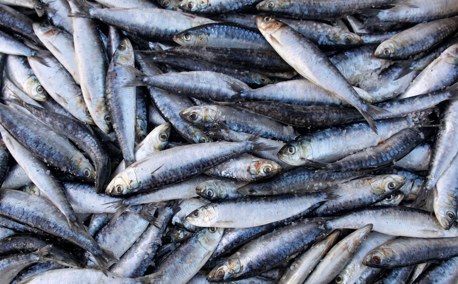 Sardinas