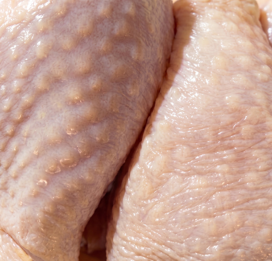 Pollo