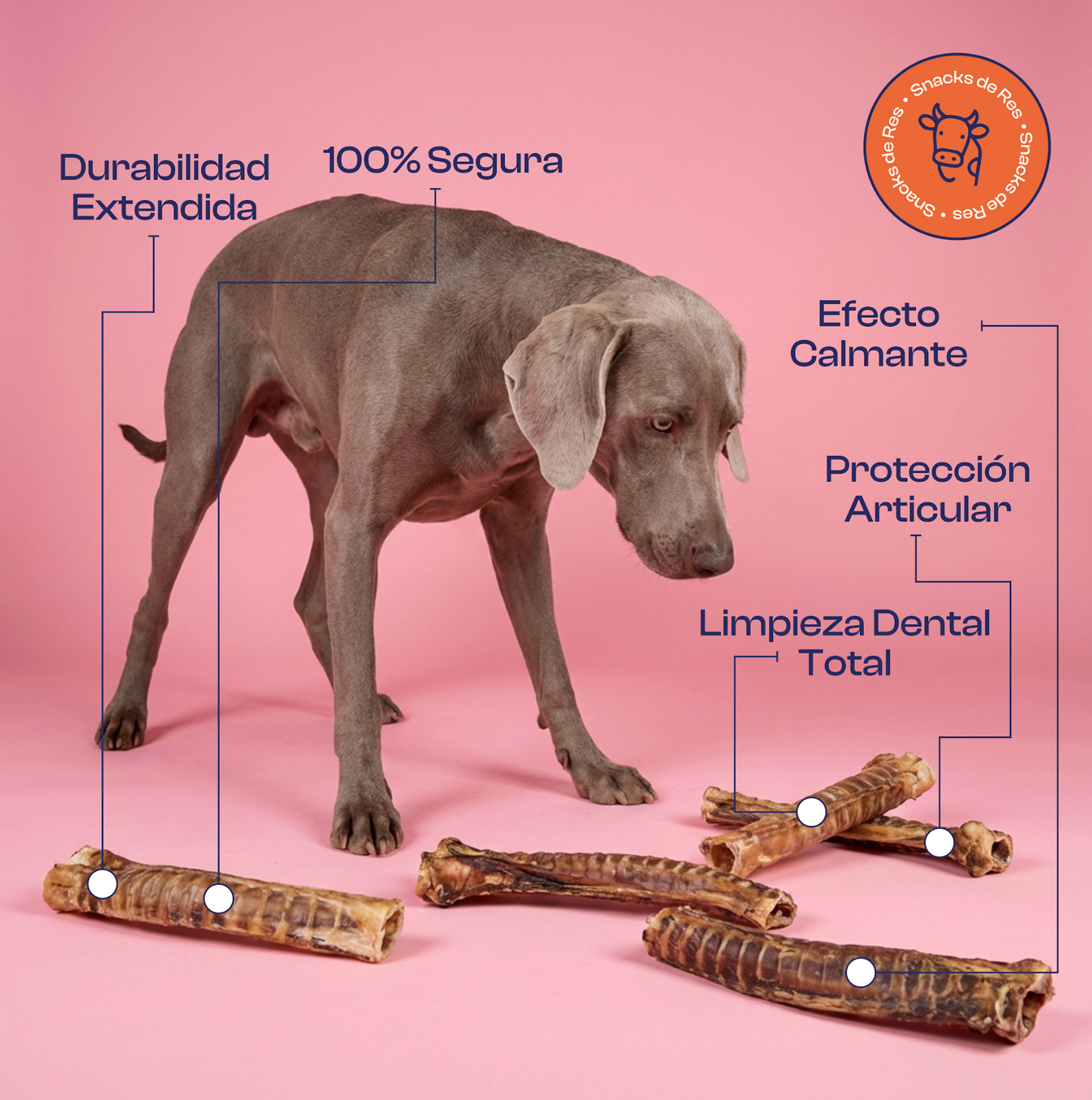 Tráquea de Res XXL Deshidratada 10"-12" de Premios o Snacks- Noupet