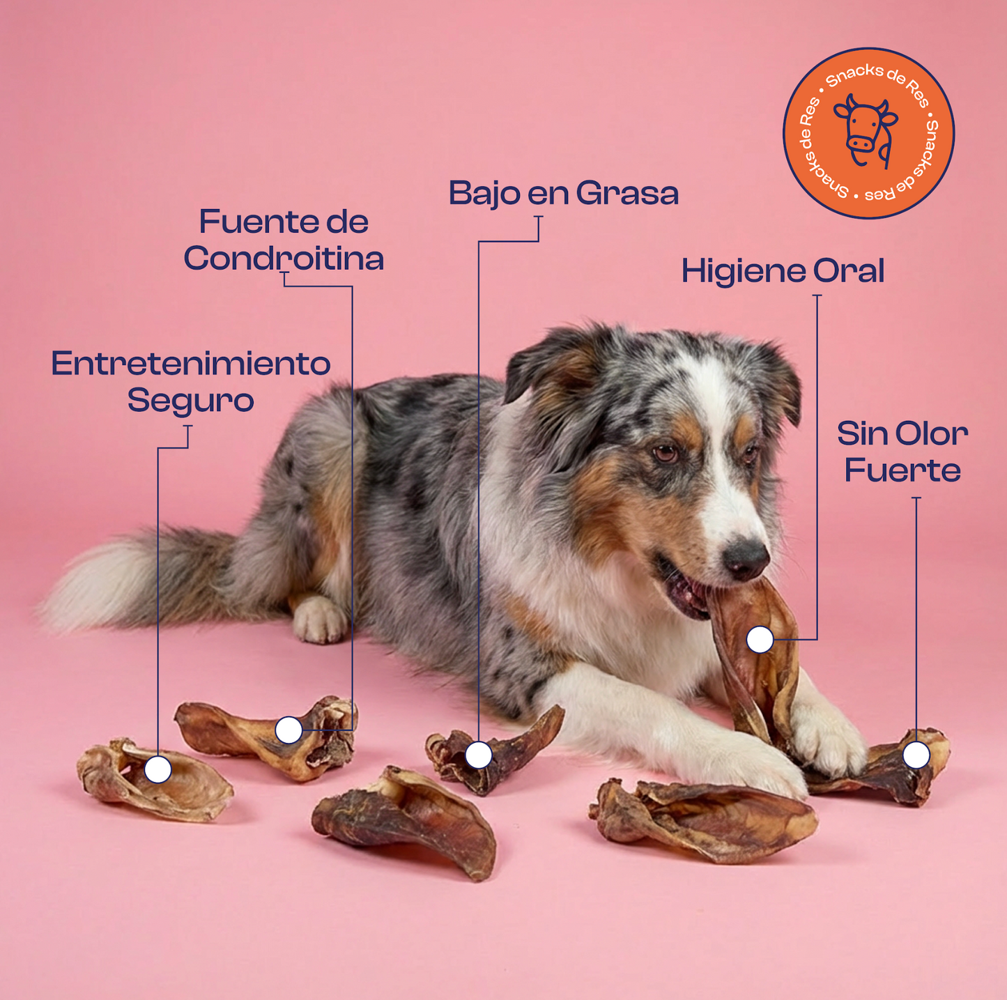 Orejas de Res Deshidratadas 2 unidades de Premios o Snacks- Noupet