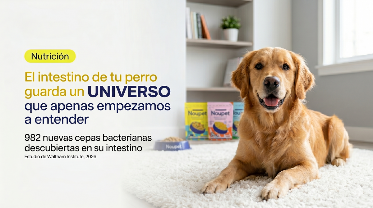El intestino de tu perro guarda un universo que apenas empezamos a entender