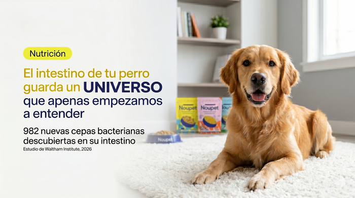 El intestino de tu perro guarda un universo que apenas empezamos a entender