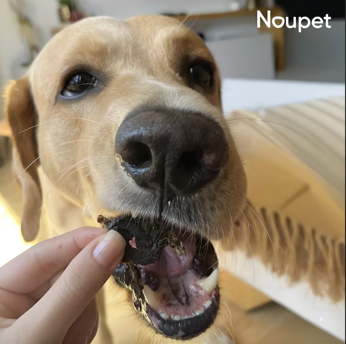 Hígados de pollo deshidratados Noupet