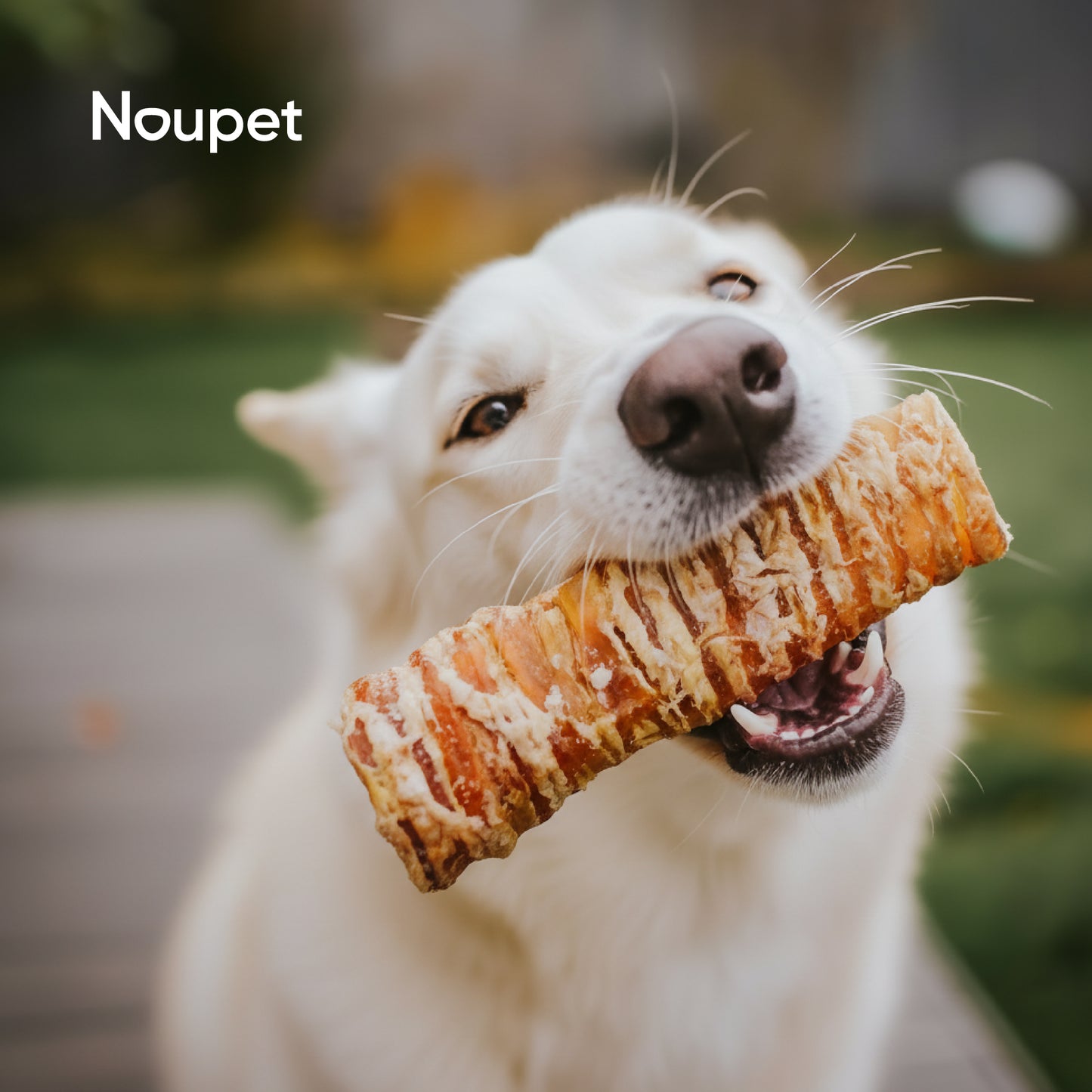 Tráquea de Res XXL Deshidratada 10"-12" de Premios o Snacks- Noupet