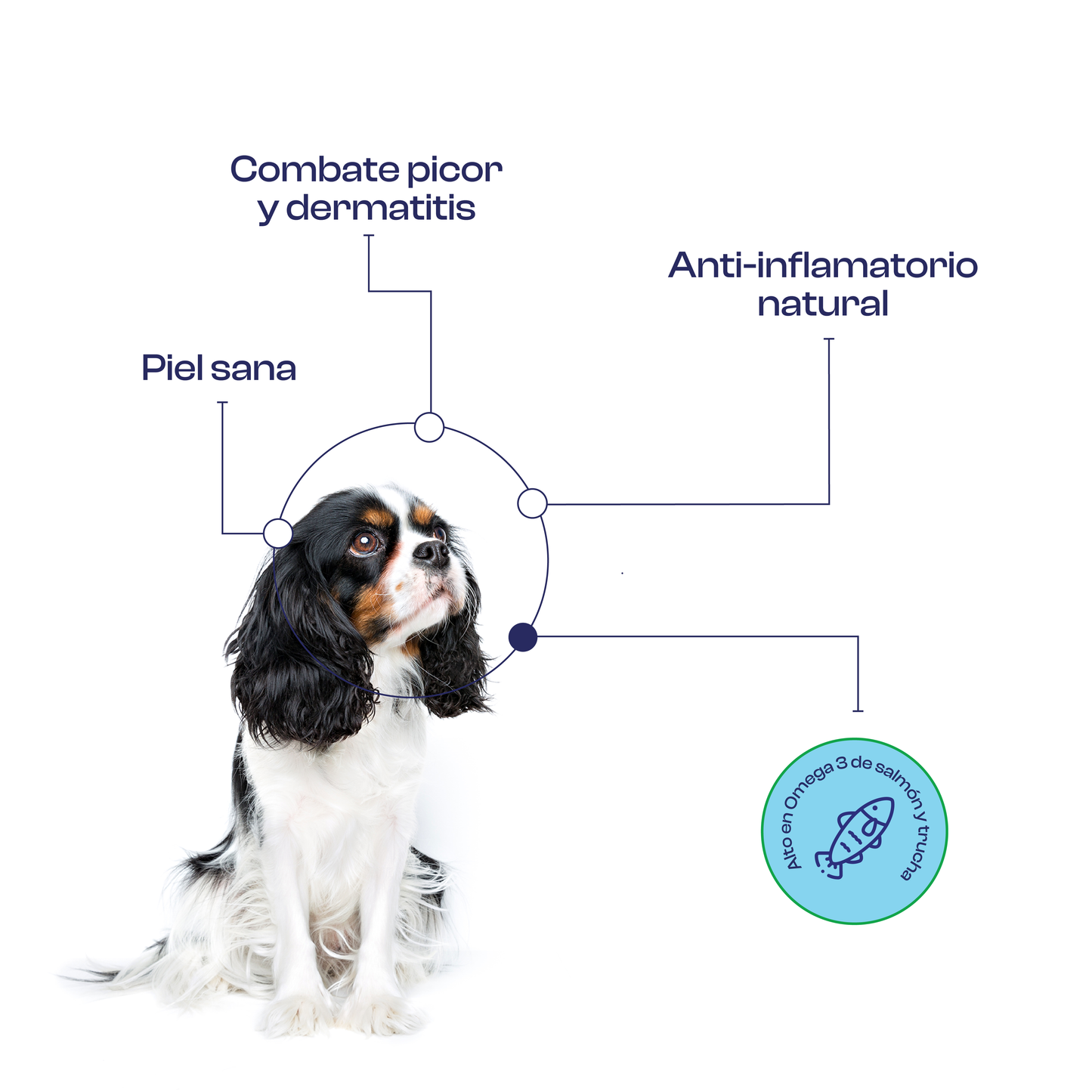 Menú Marino (Salmón) Alimento Natural cocinado Noupet
