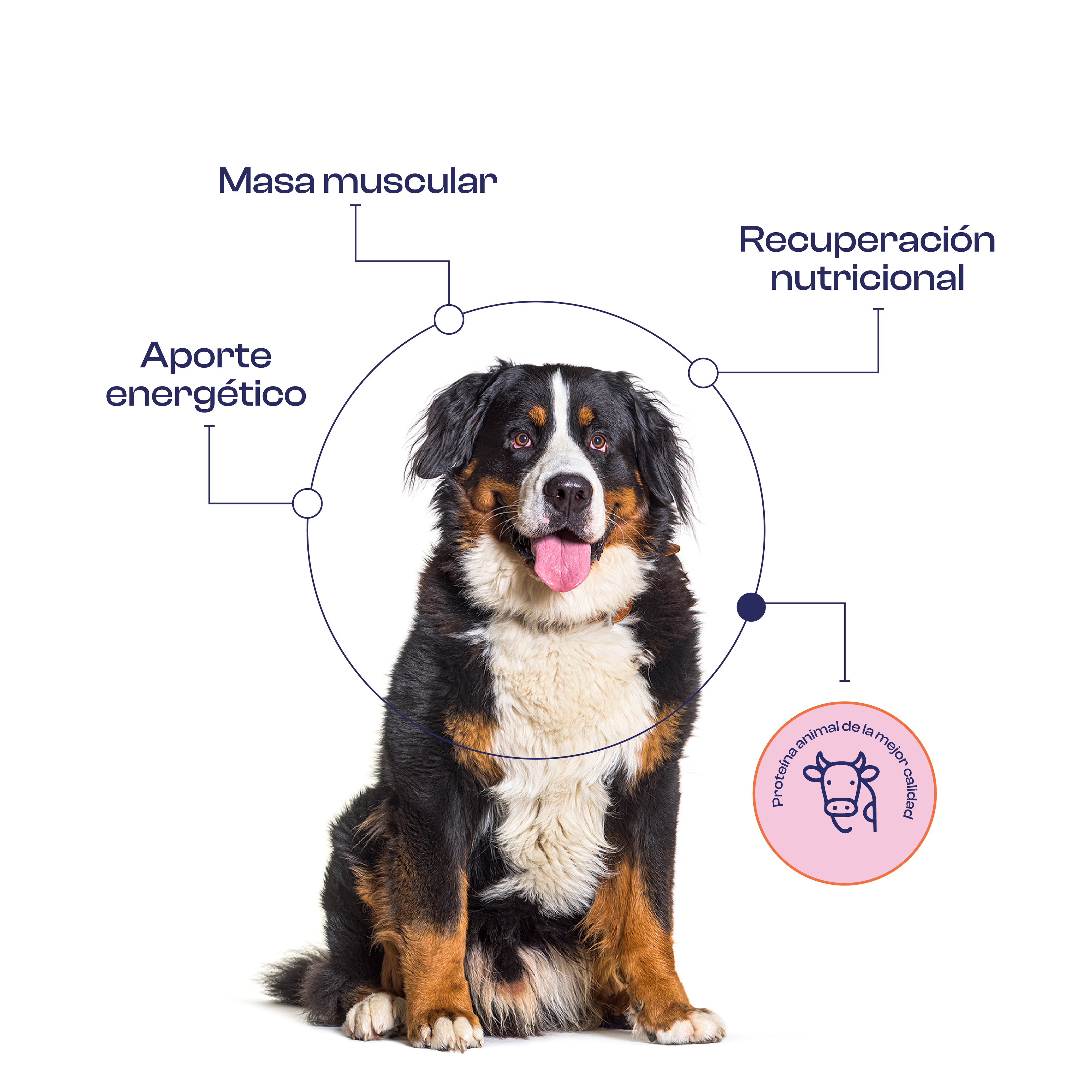 Fiesta de Res con Vegetales 300 g- Alimento Natural cocinado Noupet